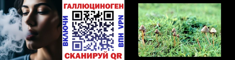 Купить где  Боровск  Галлюциногенные грибы Cubensis 